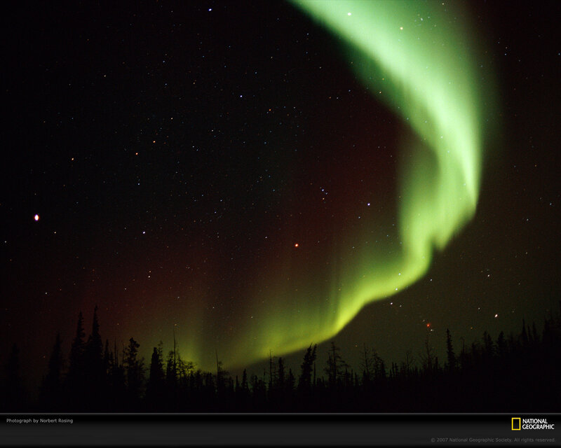 Aurora borealis over forest