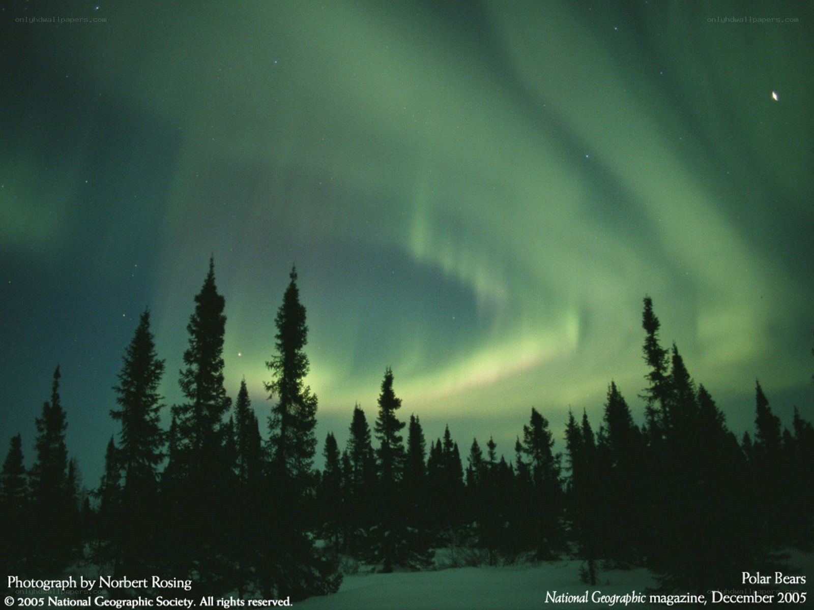 Aurora borealis over forest