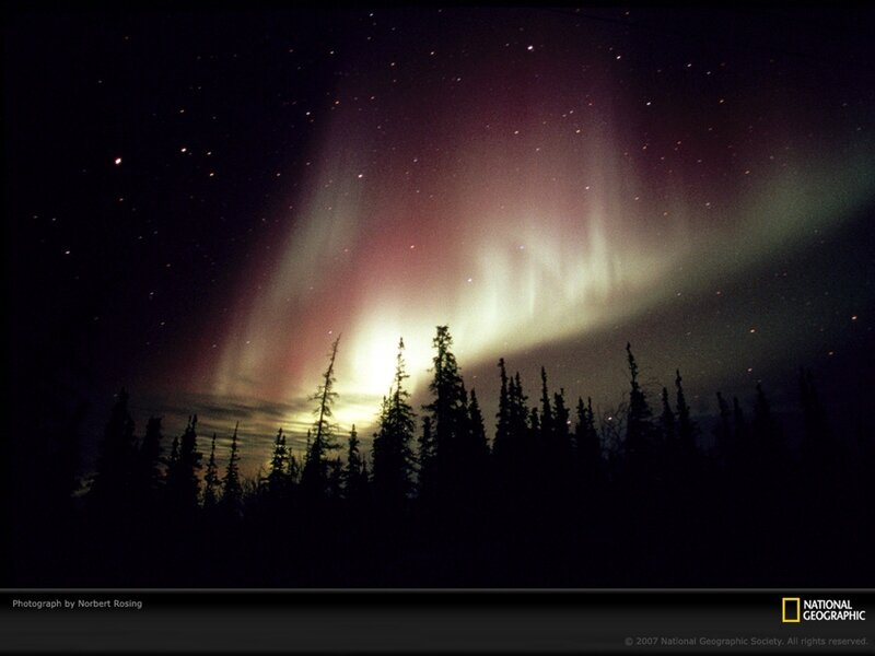 Aurora borealis over forest