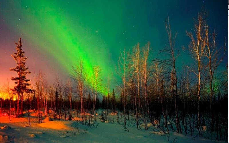 Aurora Borealis over Forest — Green, Dramatic, Night, Photograph