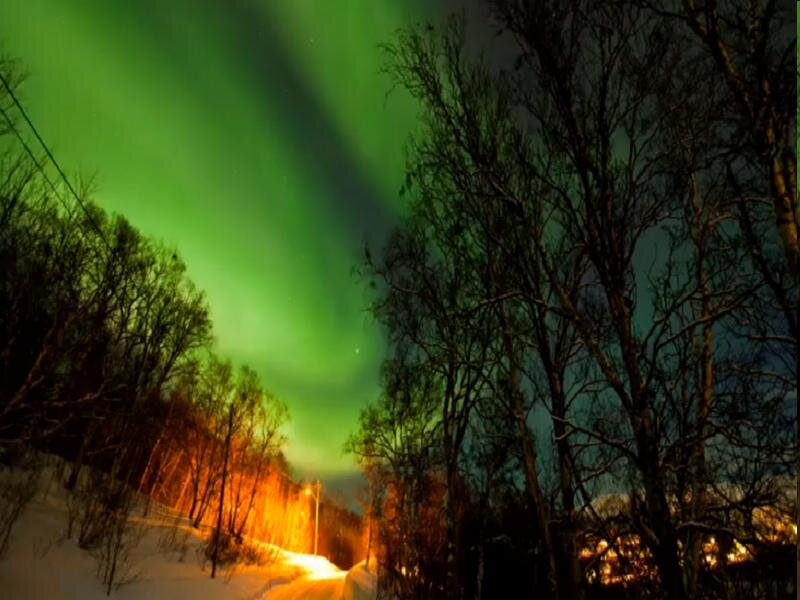 Aurora Borealis over Forest — Green, Dramatic, Night