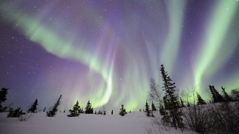 Aurora Borealis over Forest — Green, Serene, Night, Photograph, Snow, Trees, Stars, Purple