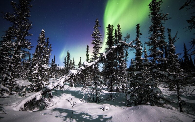 Aurora Borealis over Forest — Green, Serene, Night, Photograph, Snow, Trees, Stars