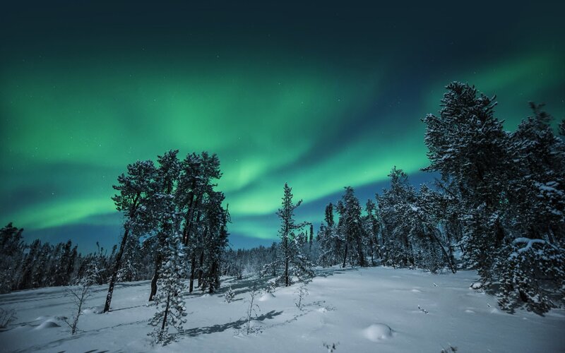Aurora Borealis over Forest — Green, Serene, Night, Photograph, Snow, Trees
