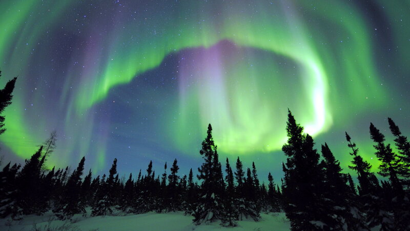 Aurora Borealis over Forest — Green, Serene, Night, Photograph, Stars