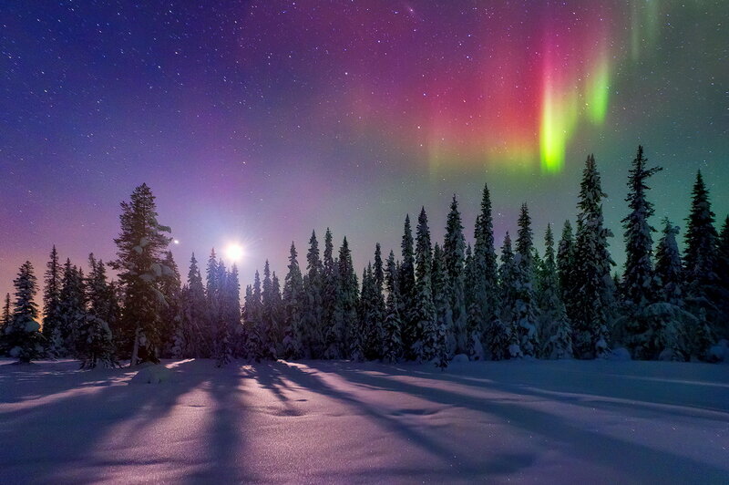 Aurora Borealis over Forest — Purple, Serene, Night, Photograph