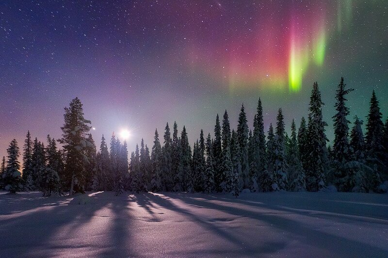 Aurora Borealis over Forest — Purple, Serene