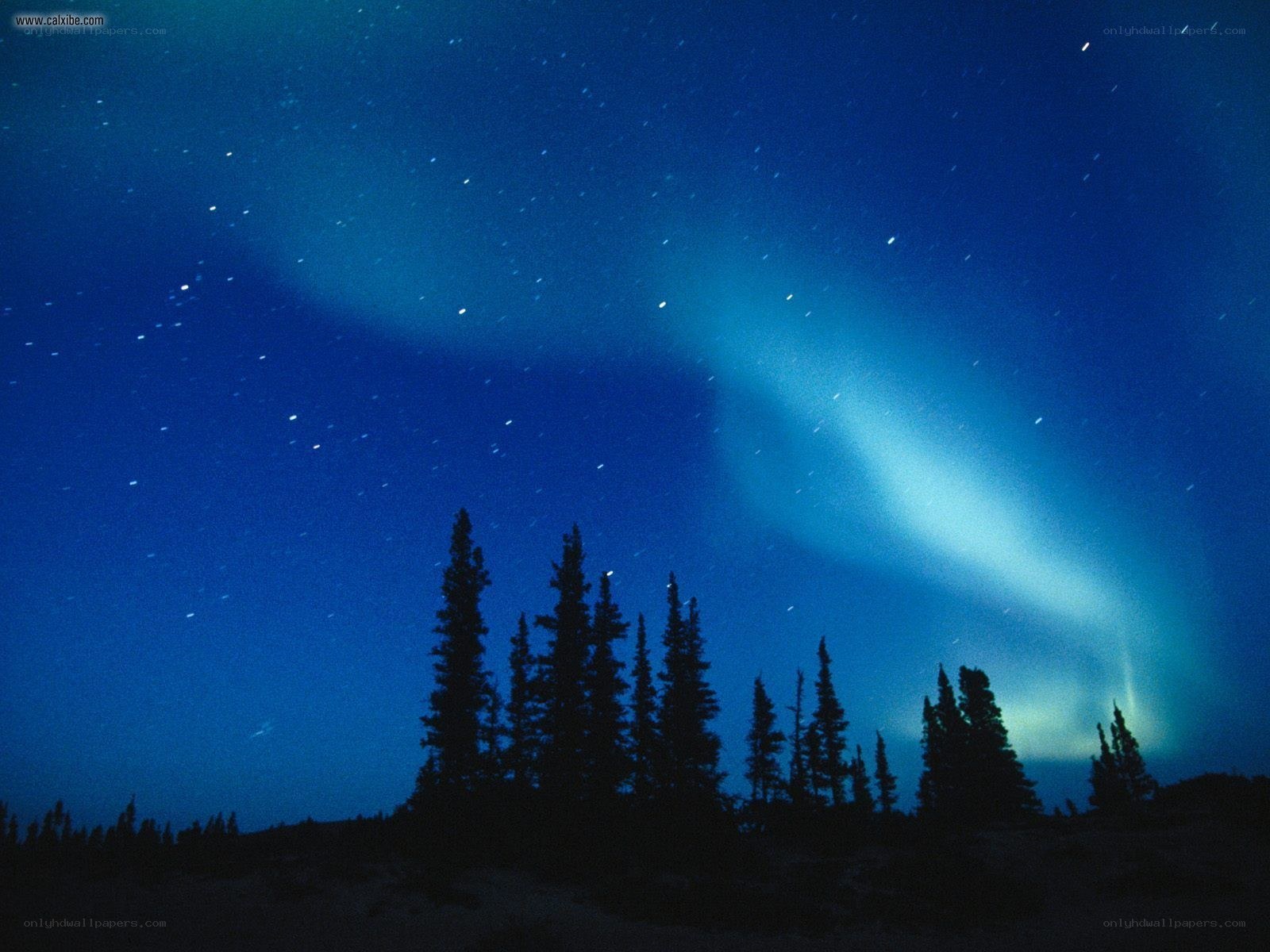 Aurora borealis over pine trees
