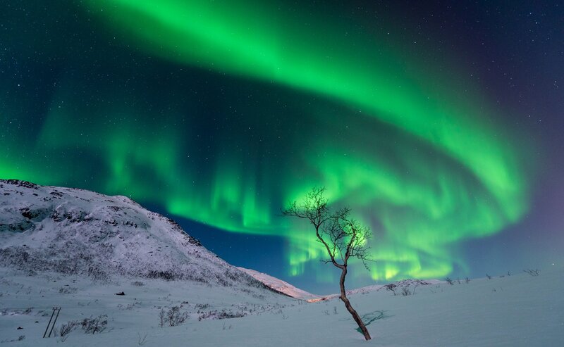 Aurora Borealis over Snow — Green, Dramatic, Night, Photograph, Tree