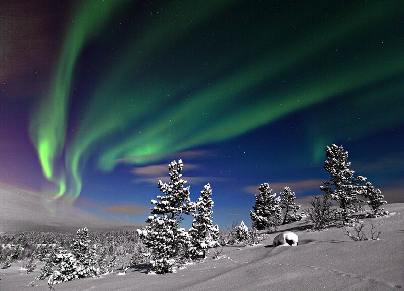 Aurora Borealis over Snow — Green, Serene, Night, Photograph, Trees, Stars