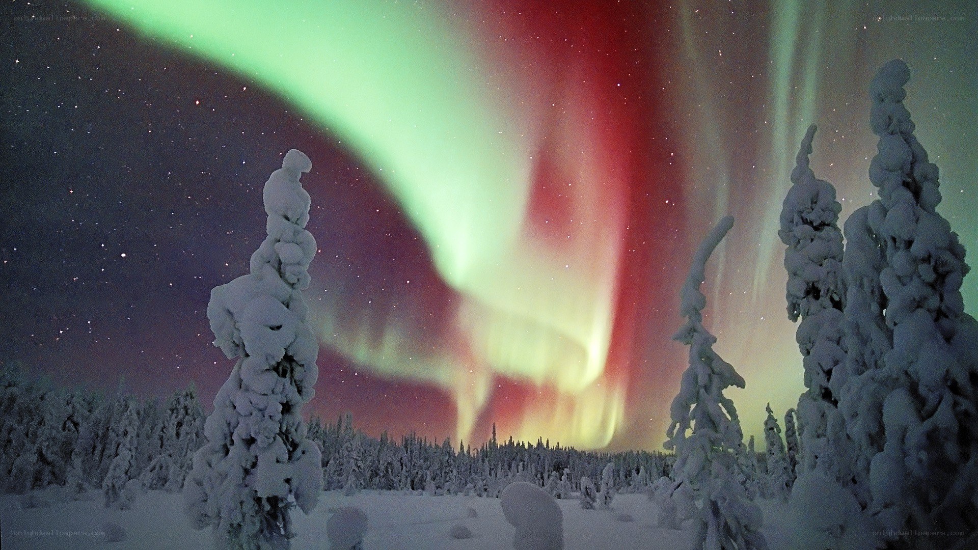 Aurora borealis over snowy forest