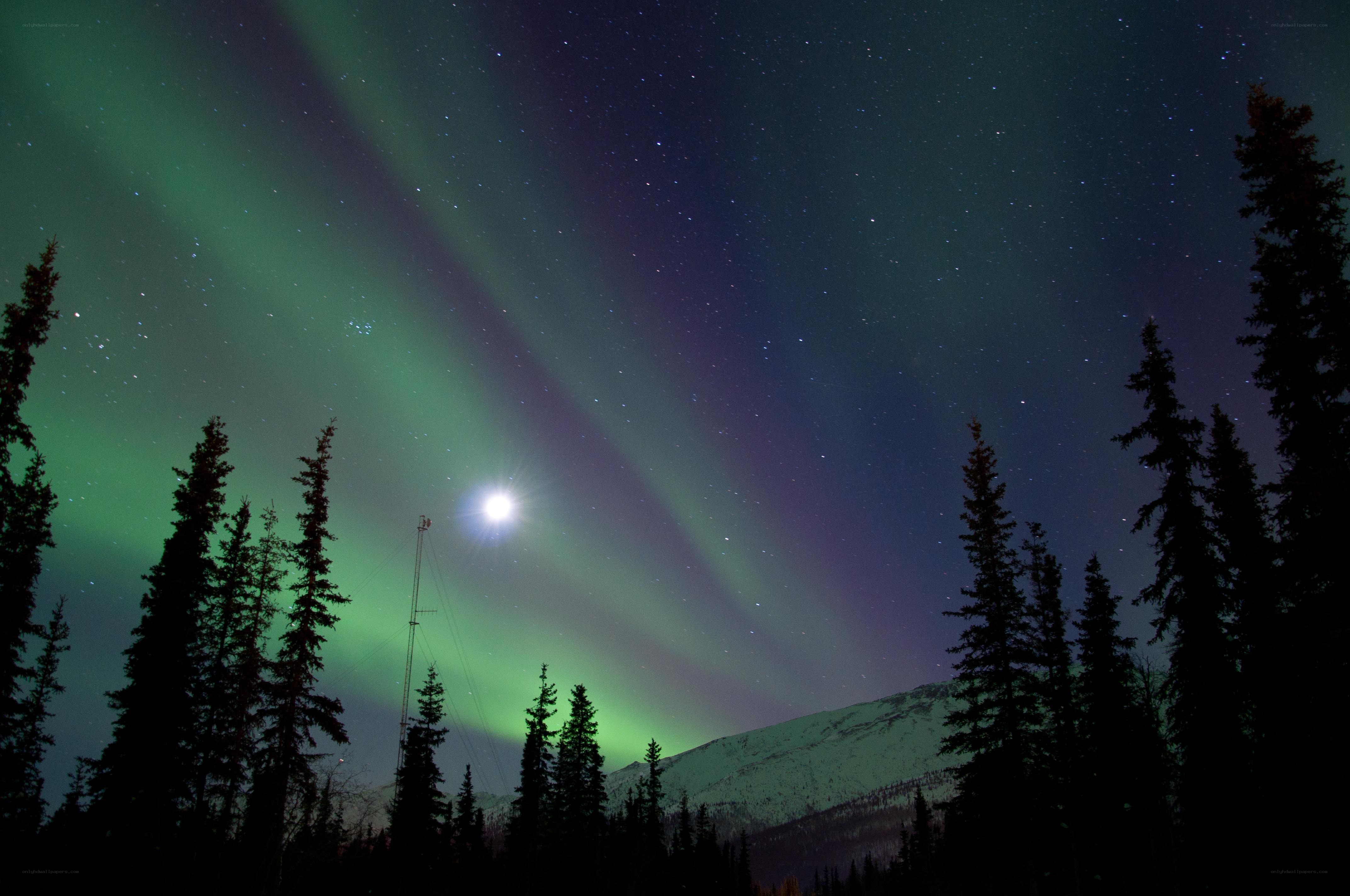 Aurora borealis over snowy forest