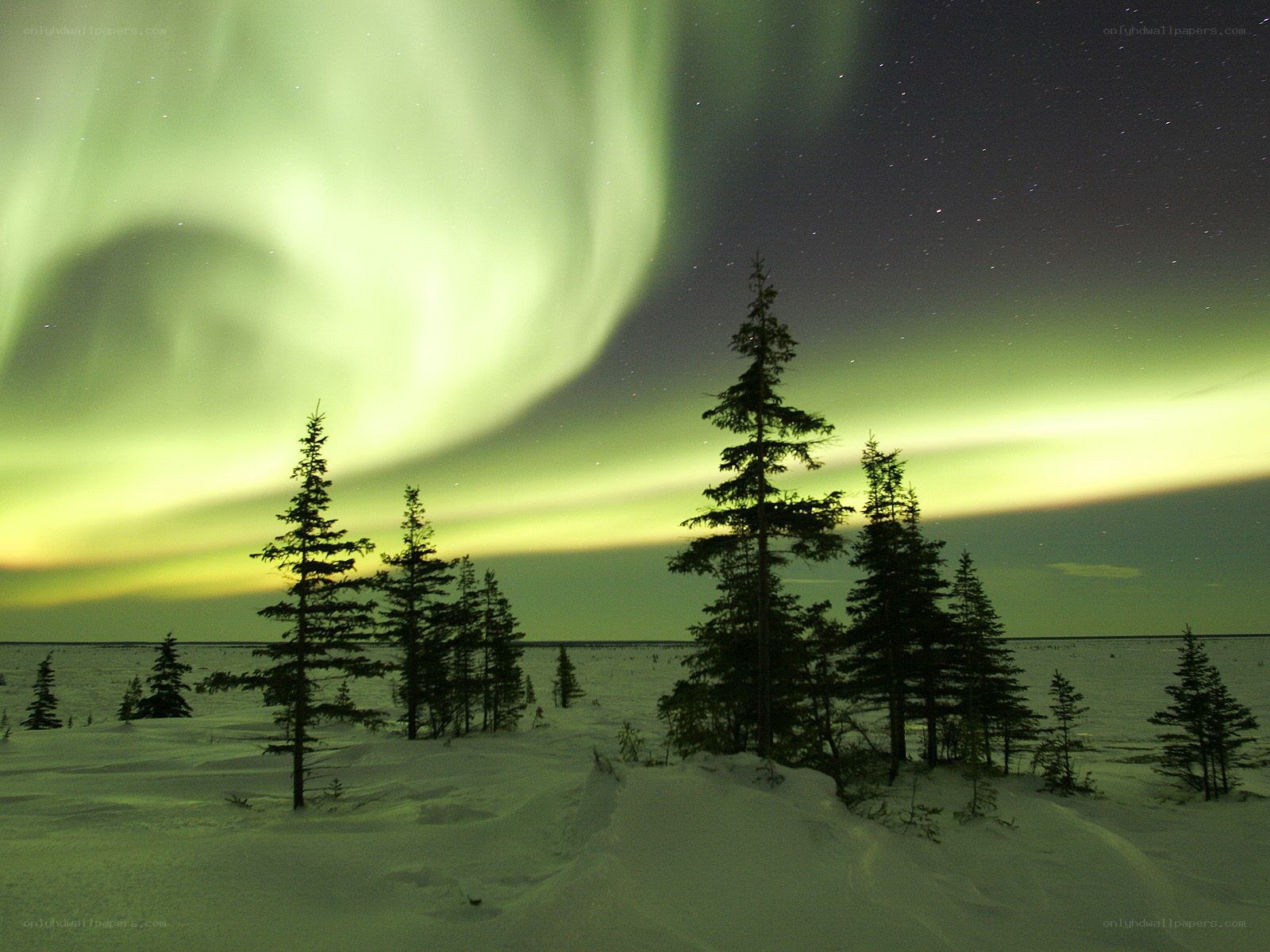 Aurora borealis over snowy forest