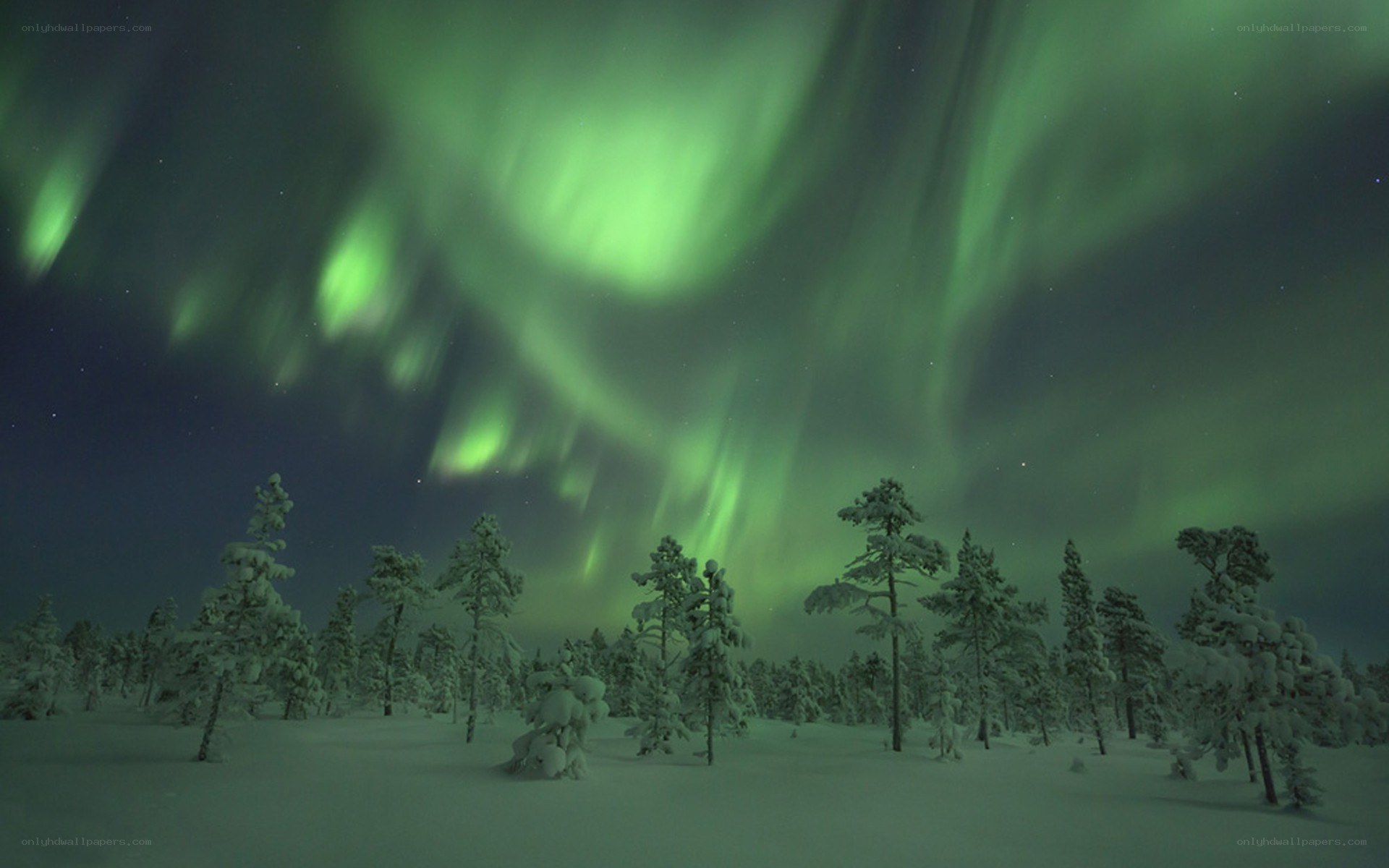 Aurora borealis over snowy forest