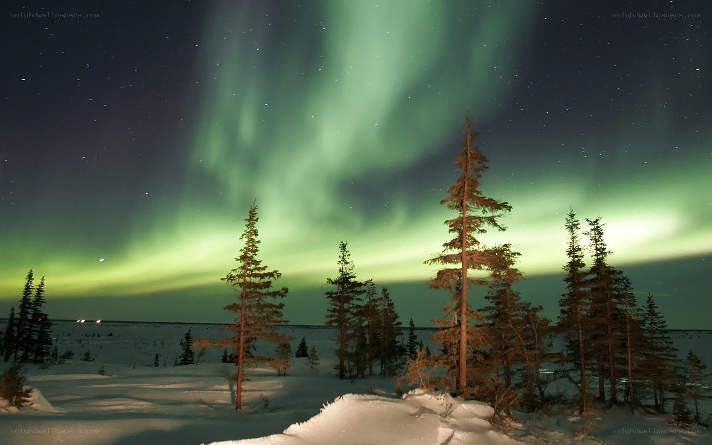 Aurora borealis over snowy forest
