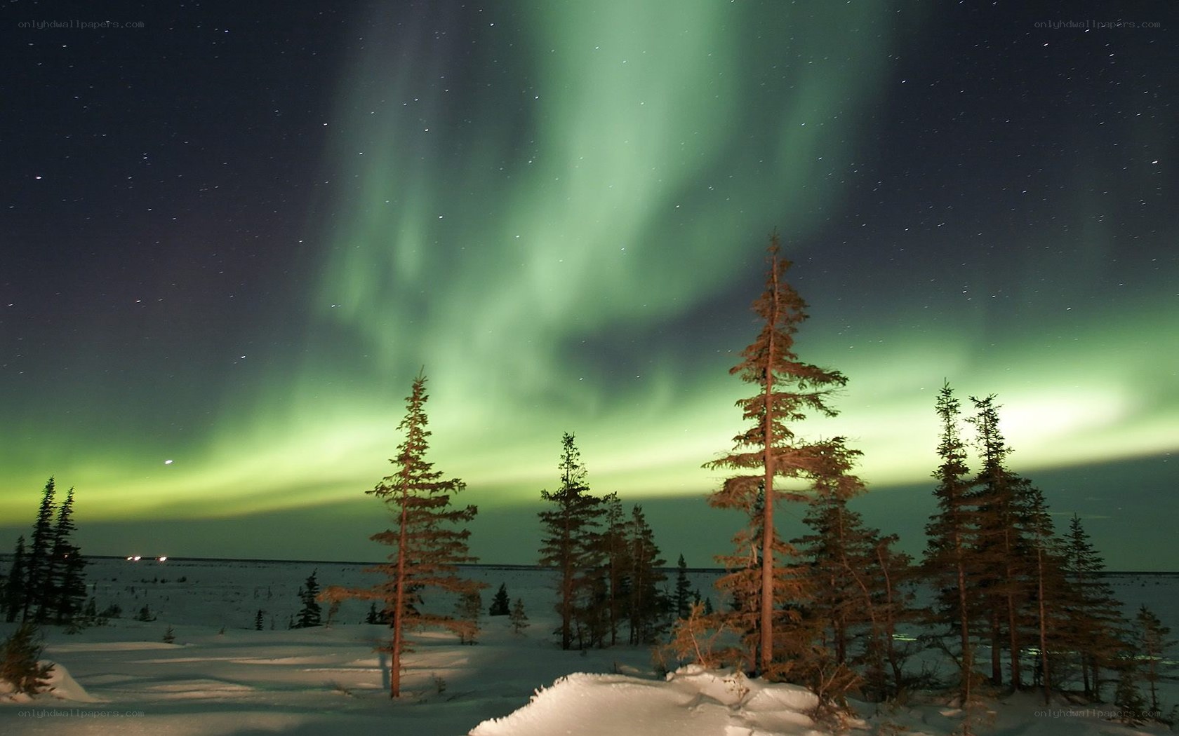 Aurora borealis over snowy forest