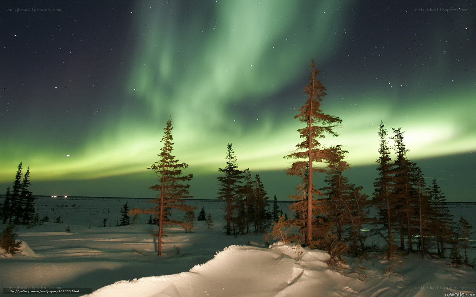 Aurora borealis over snowy forest