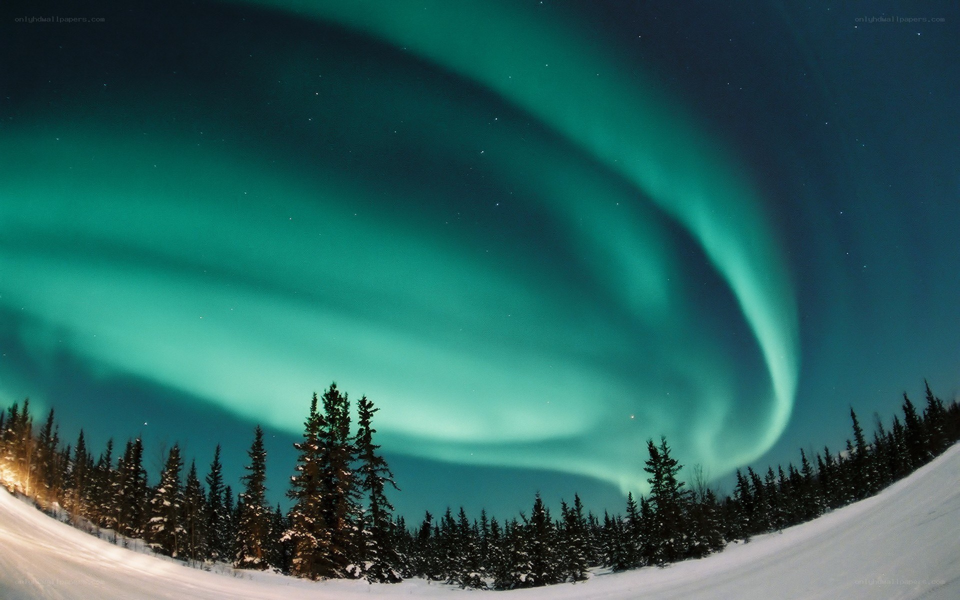 Aurora borealis over snowy forest