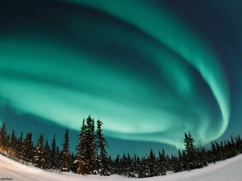 Aurora borealis over snowy forest