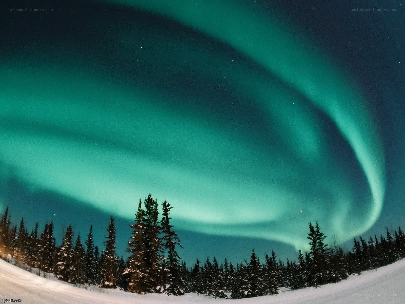 Aurora borealis over snowy forest