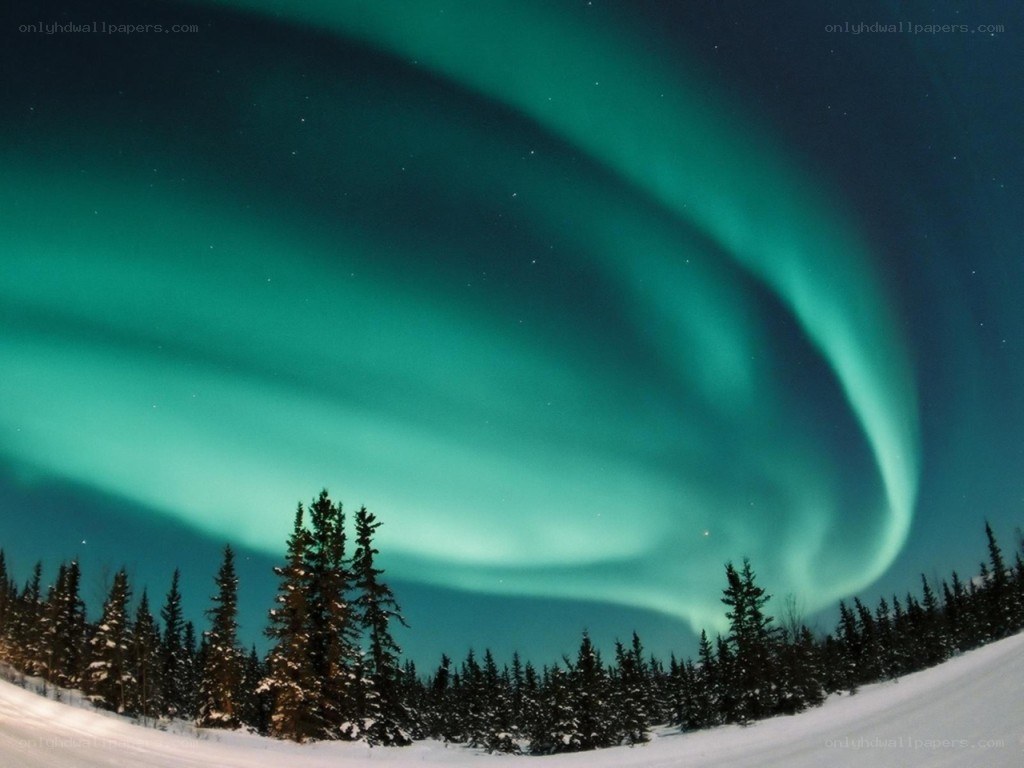 Aurora borealis over snowy forest