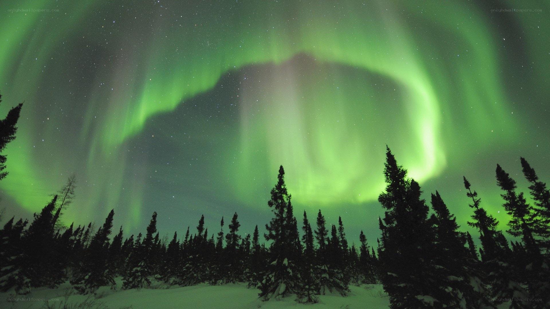 Aurora borealis over snowy forest