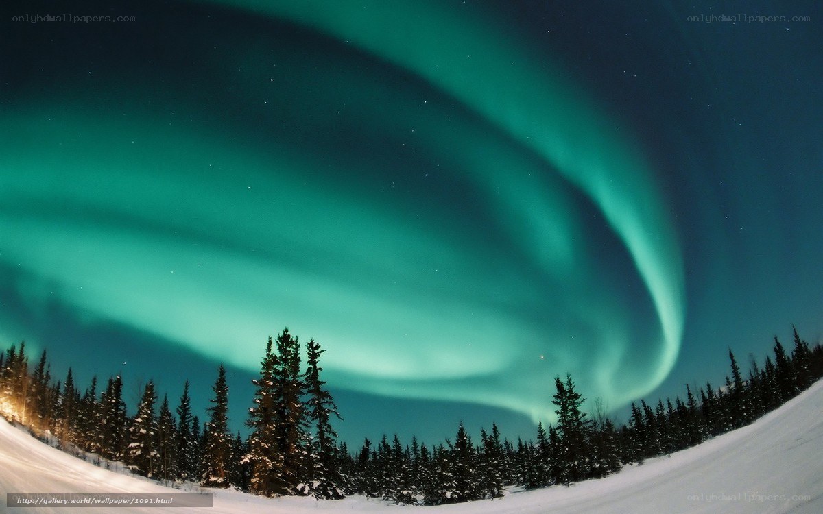 Aurora borealis over snowy forest