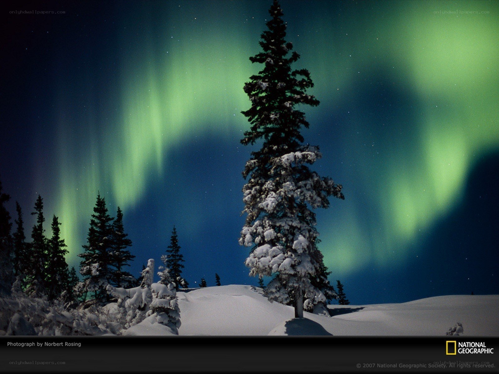 Aurora borealis over snowy trees