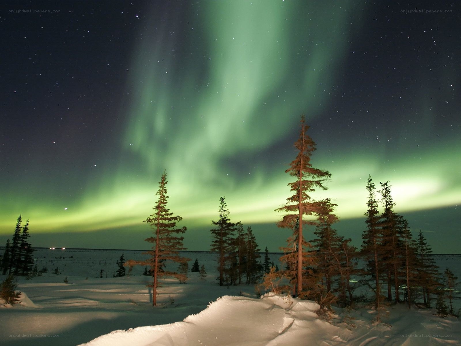 Aurora borealis over snowy trees