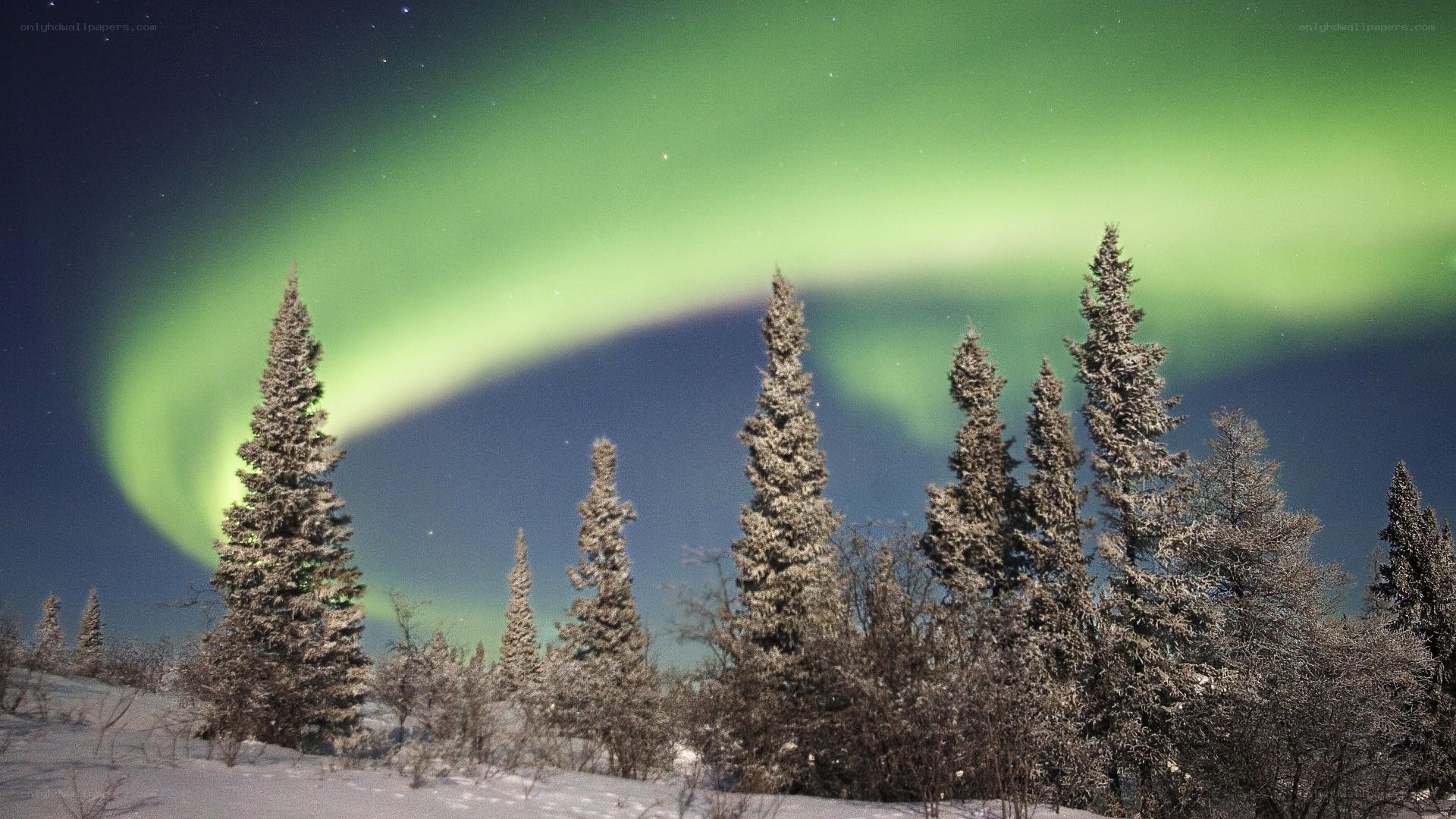 Aurora borealis over snowy trees