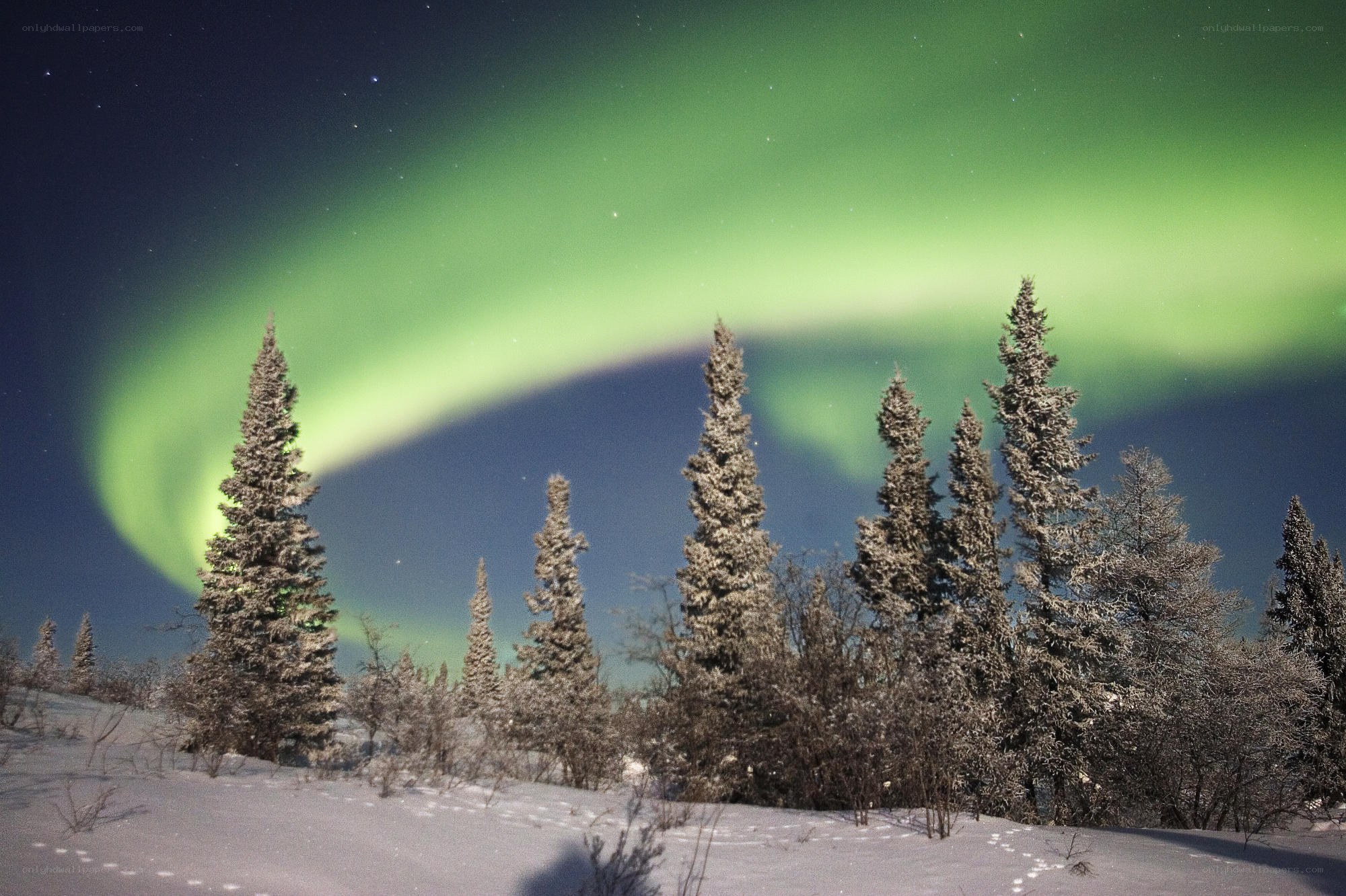 Aurora borealis over snowy trees