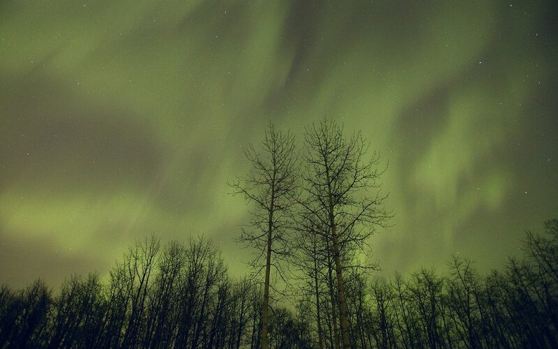Aurora borealis over trees