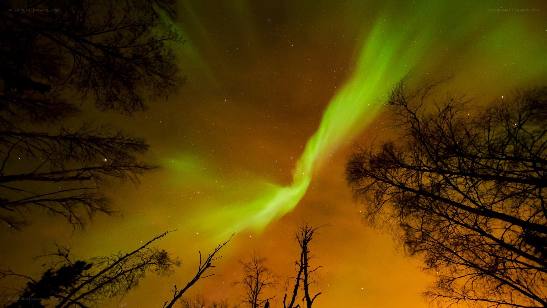 Aurora borealis over trees