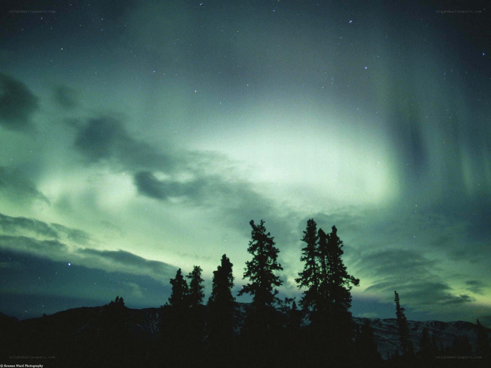Aurora borealis over trees