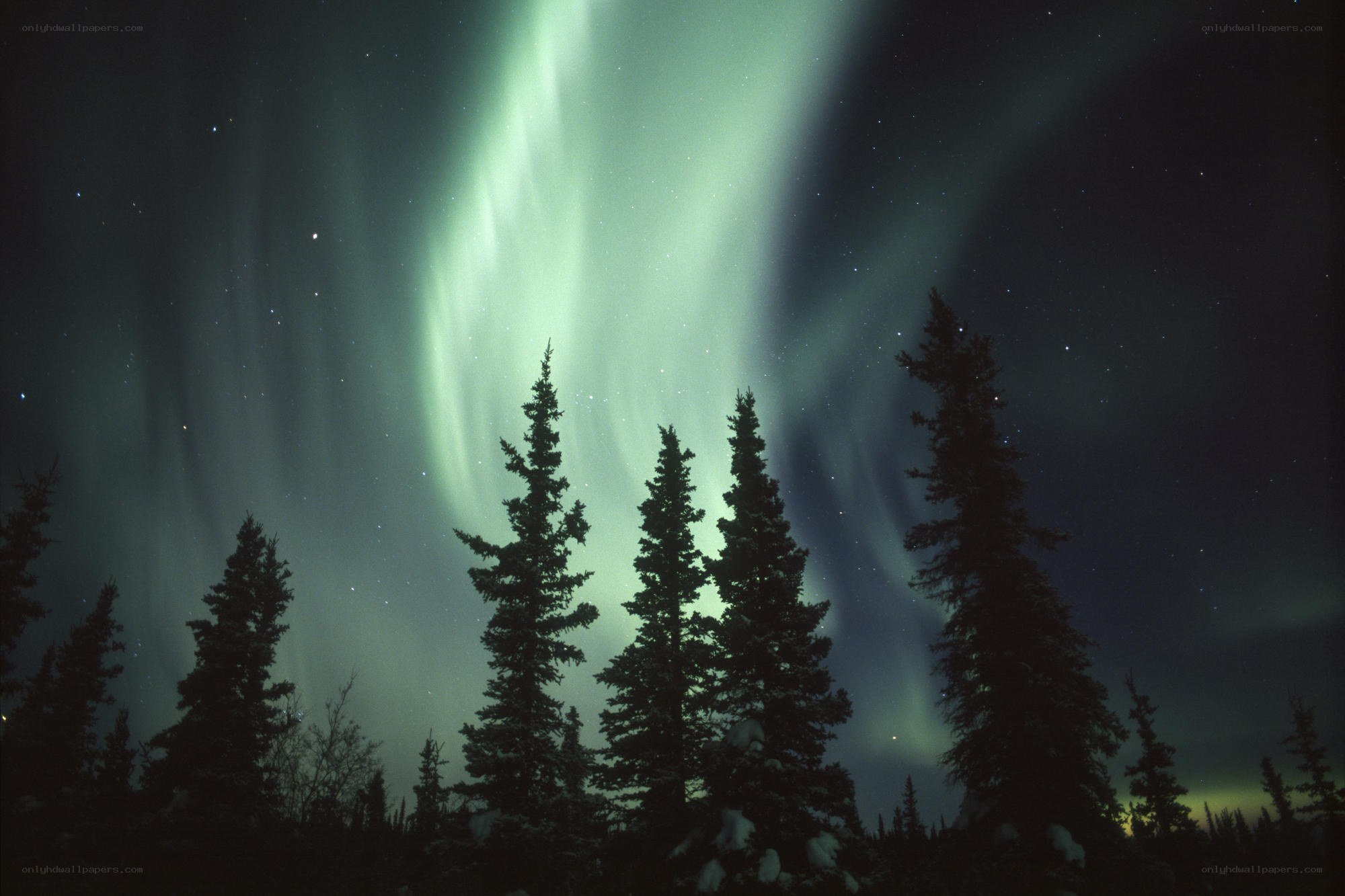 Aurora borealis over trees