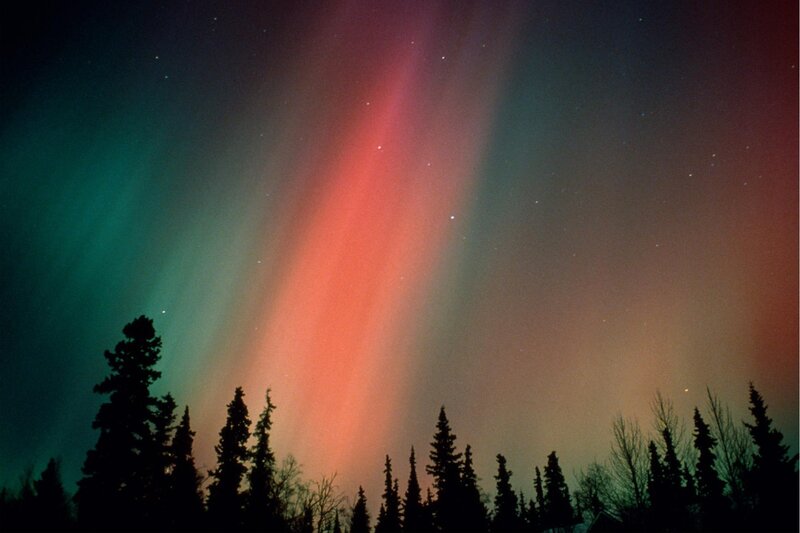 Aurora borealis over trees