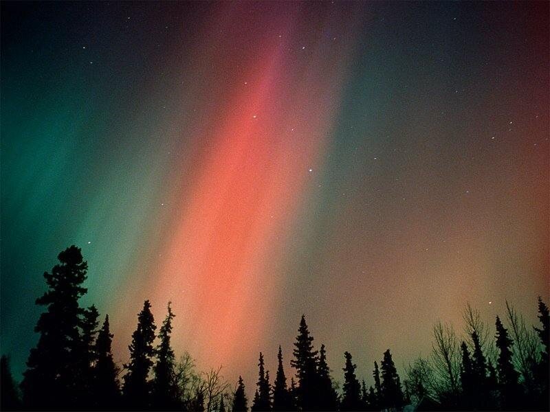Aurora borealis over trees