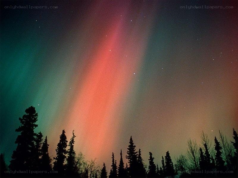 Aurora borealis over trees