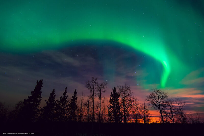 Aurora Borealis over Trees — Green, Dramatic, Night, Photograph, Sky