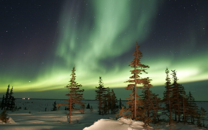 Aurora Borealis over Trees — Green, Night