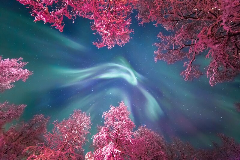 Aurora Borealis over Trees — Green, Serene, Night, Photograph, Sky, Stars