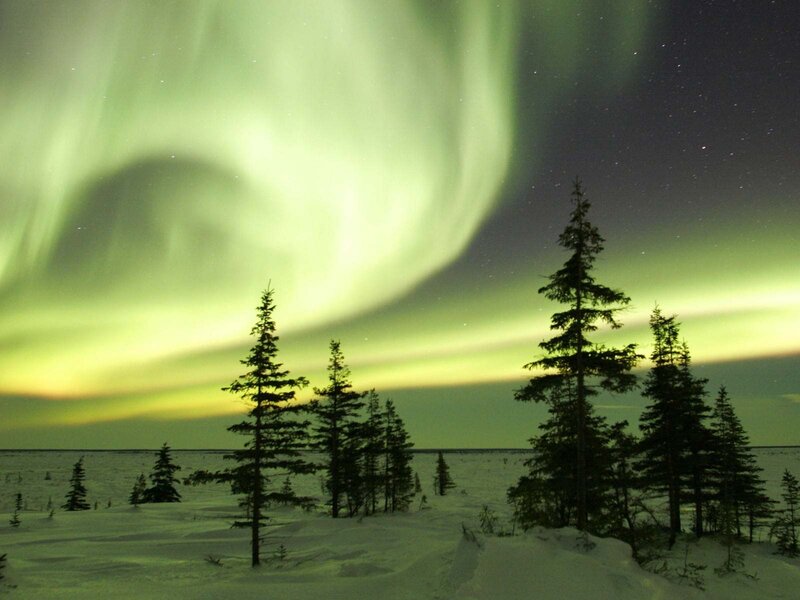 Aurora Borealis over Trees — Green, Serene, Night, Photograph, Snow, Sky