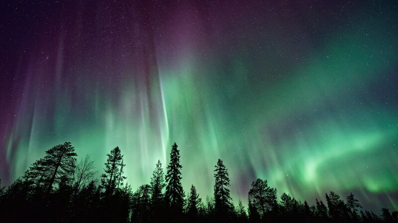 Aurora Borealis over Trees — Green, Serene, Night, Photograph, Stars, Night Sky