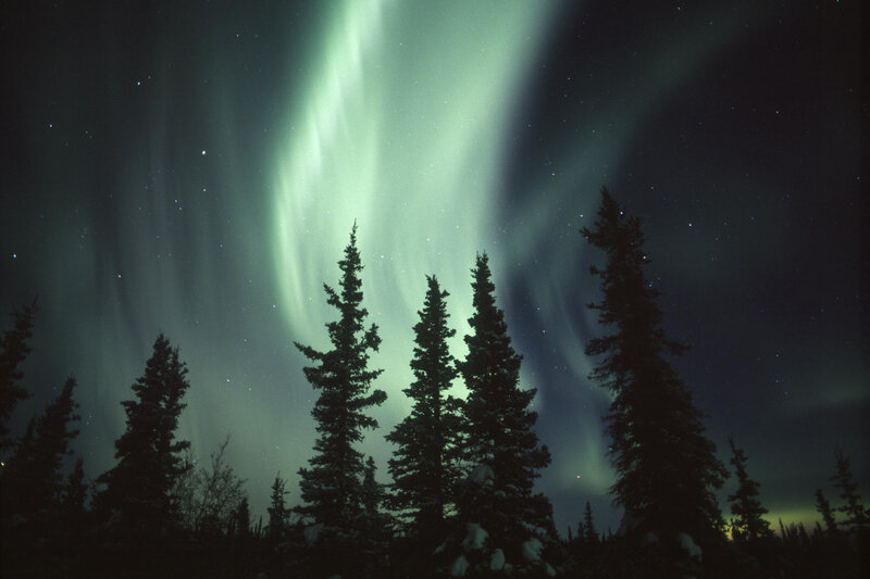 Aurora Borealis over Trees — Green, Serene, Night, Photograph, Stars, Sky
