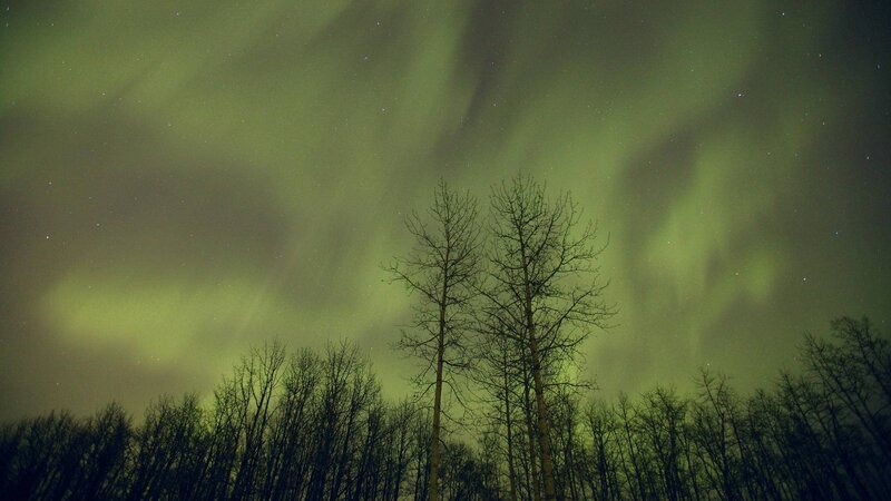 Aurora Borealis over Trees — Green, Serene, Night, Photograph, Stars
