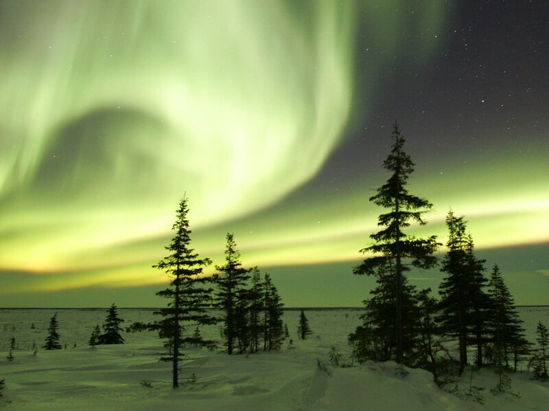 Aurora Borealis over Trees — Green, Serene, Night