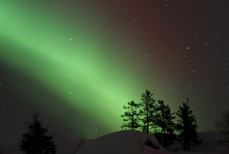 Aurora Borealis over Trees — Green