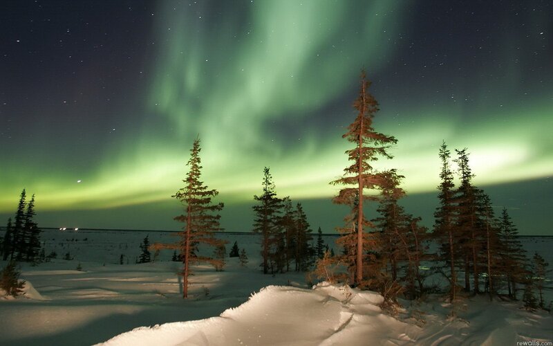 Aurora Borealis over Trees — Photograph