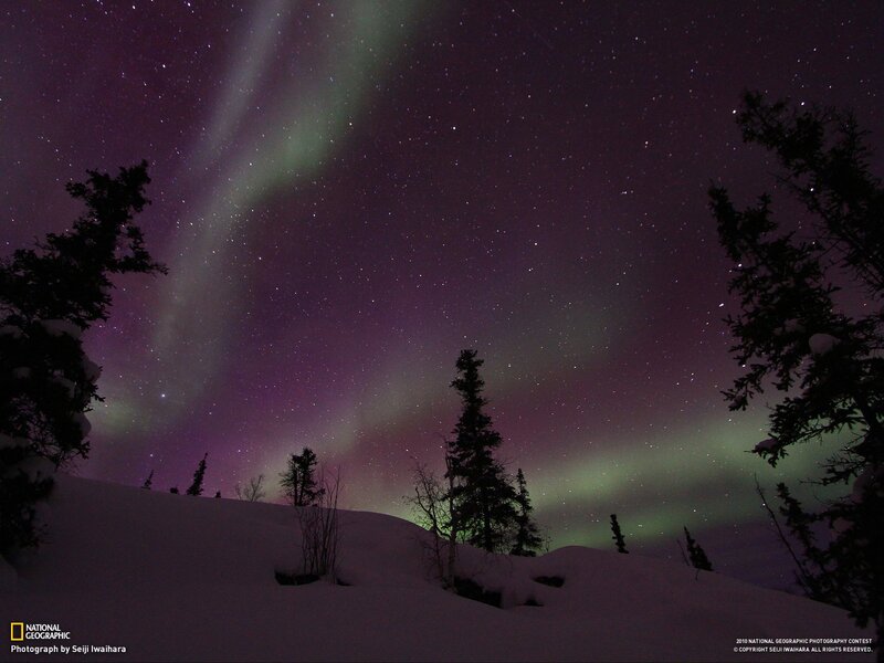 Aurora Borealis over Trees — Purple, Serene