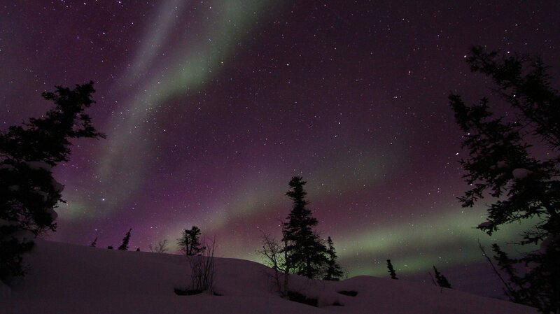 Aurora Borealis over Trees — Purple